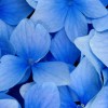 Сині квіти
