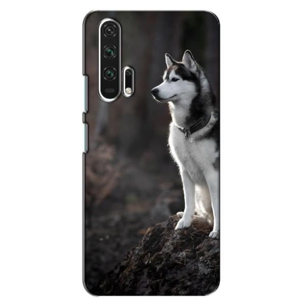 Чохол з Хаскі Huawei Honor 20 Pro - (AlphaPrint) – Вірний собака