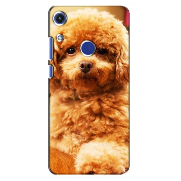 Чехлы с собаками для Huawei Honor 8A (VPrint) – Щенок Бишон
