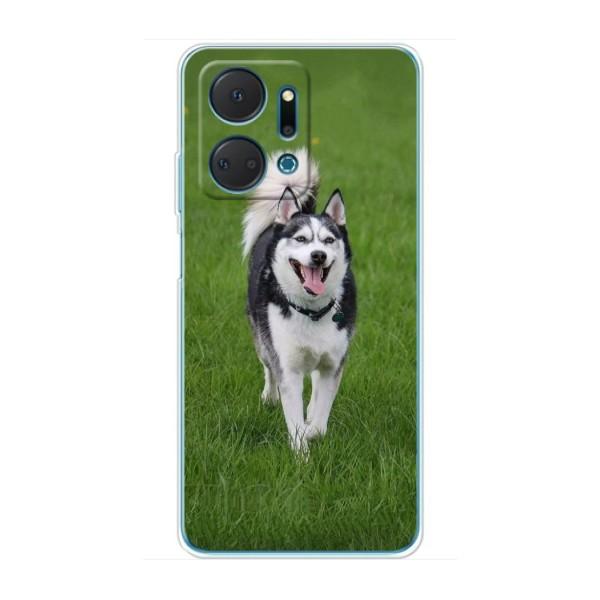 Чохол з Хаскі Huawei Honor X7a - (AlphaPrint) – Радісний Хаскі