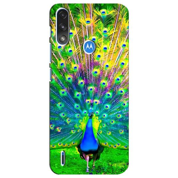 Чохол з пташками на Motorola E7 Power (VPrint) – Яскравий Павлин