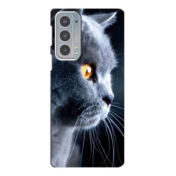 Чехлы с Котиками для Motorola Edge 20 (VPrint) – Серый Кот