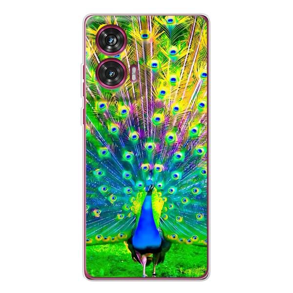 Чохол з пташками на Motorola Edge 50 Fusion (VPrint) – Яскравий Павлин