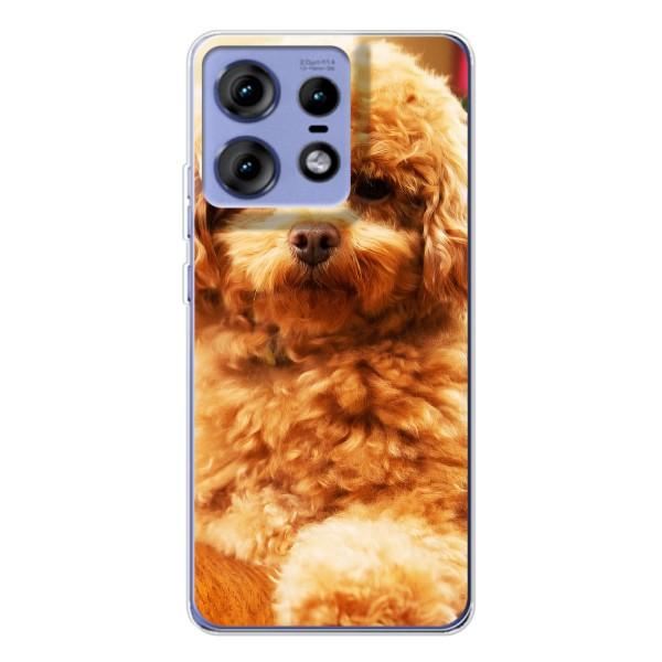 Чехлы с собаками для Motorola Edge 50 Pro (VPrint) – Щенок Бишон