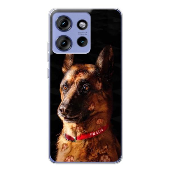 Чехлы с картинками животных Motorola Edge 50 – Овчарка