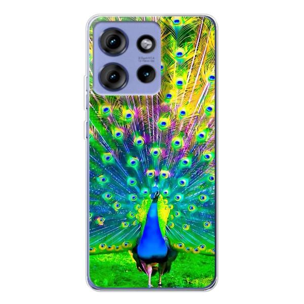 Чехол с птицами на Motorola Edge 50 (VPrint) – Яркий Павлин