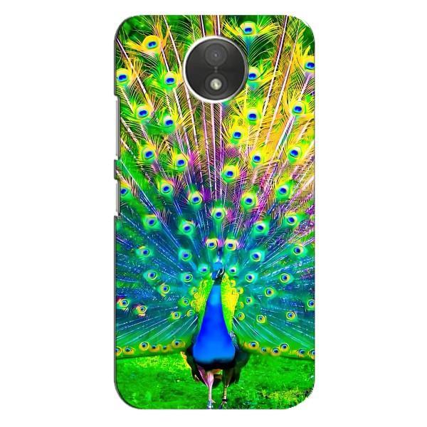 Чехол с птицами на Motorola Moto C (XT1750) (VPrint) – Яркий Павлин