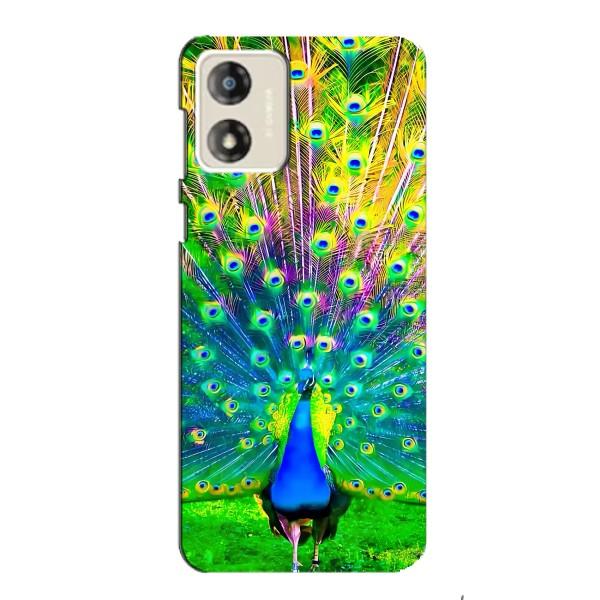 Чехол с птицами на Motorola MOTO E13 (VPrint) – Яркий Павлин