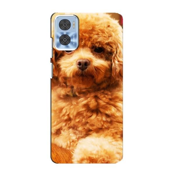 Чохли з собаками для Motorola MOTO E22 (VPrint) – Цуценя Бішон