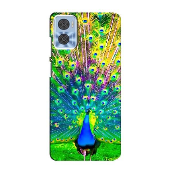 Чохол з пташками на Motorola MOTO E22 (VPrint) – Яскравий Павлин