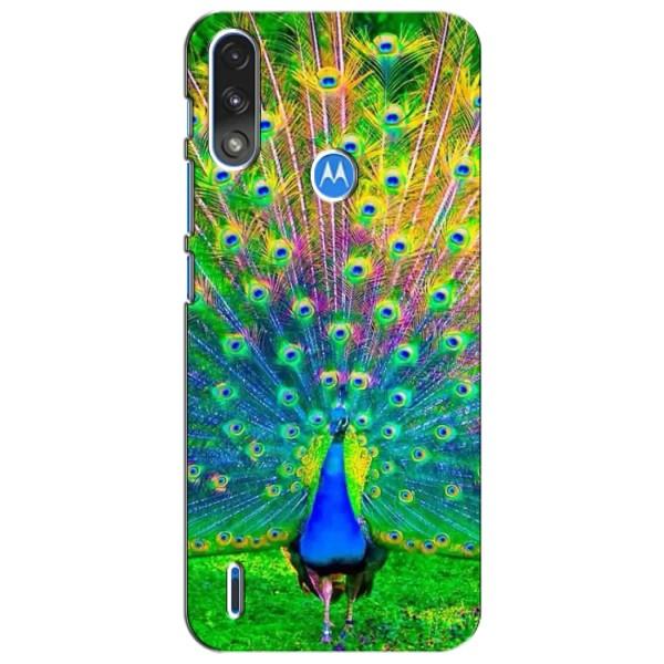 Чохол з пташками на Motorola Moto E7i / E7 Power (VPrint) – Яскравий Павлин