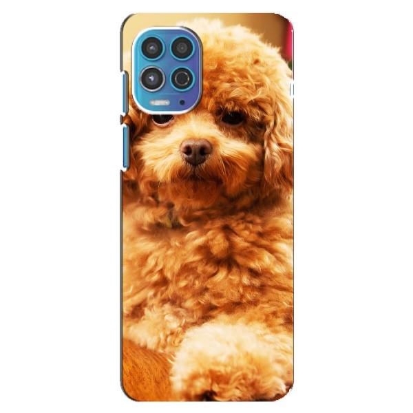 Чохли з собаками для Motorola MOTO G100 (VPrint) – Цуценя Бішон