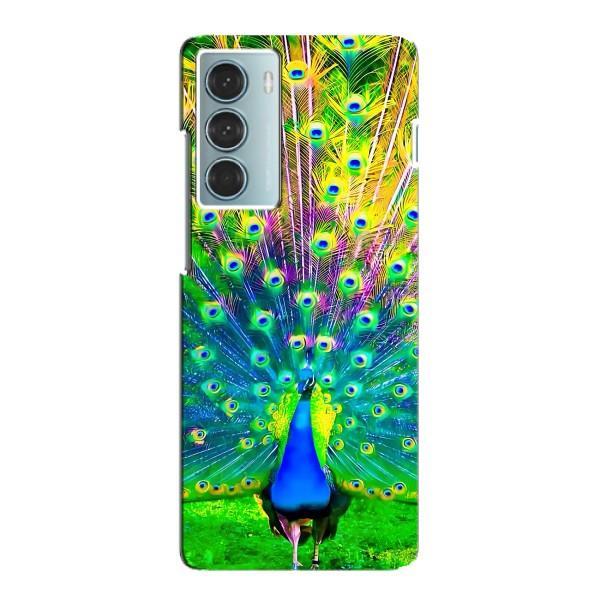 Чехол с птицами на Motorola MOTO G200 (VPrint) – Яркий Павлин
