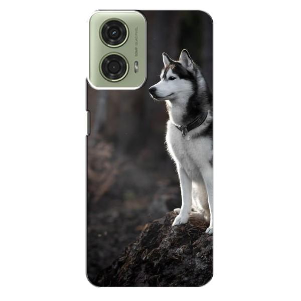 Чохол з Хаскі Motorola MOTO G24 - (AlphaPrint) – Вірний собака