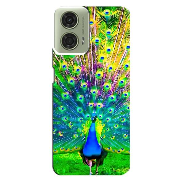 Чехол с птицами на Motorola MOTO G24 (VPrint) – Яркий Павлин