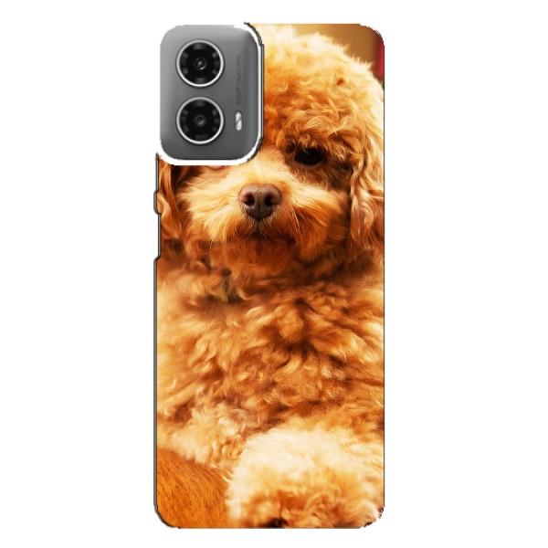 Чехлы с собаками для Motorola MOTO G34 (VPrint) – Щенок Бишон