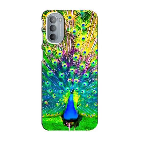 Чехол с птицами на Motorola MOTO G41 (VPrint) – Яркий Павлин