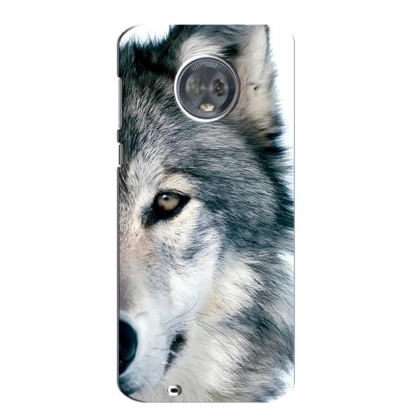 Чехлы с картинками животных Motorola MOTO G6 – Волк