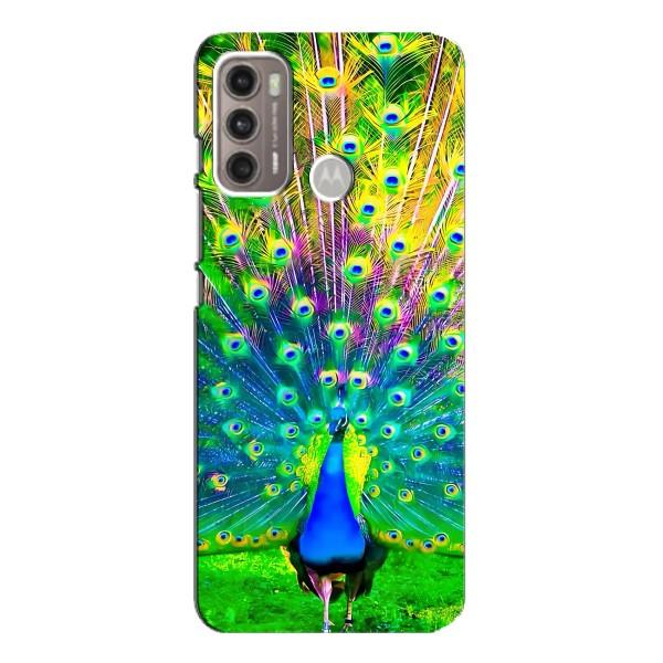 Чехол с птицами на Motorola MOTO G60 (VPrint) – Яркий Павлин