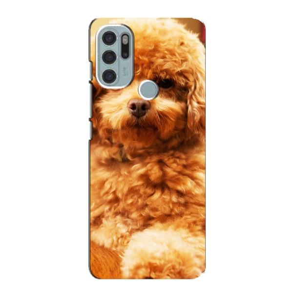 Чохли з собаками для Motorola MOTO G60s (VPrint) – Цуценя Бішон