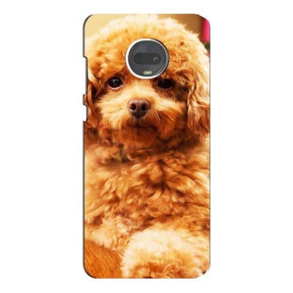 Чехлы с собаками для Motorola MOTO G7 (VPrint) – Щенок Бишон