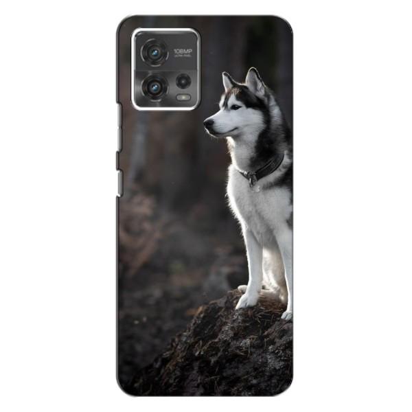 Чохол з Хаскі MOTO G72 - (AlphaPrint) – Вірний собака
