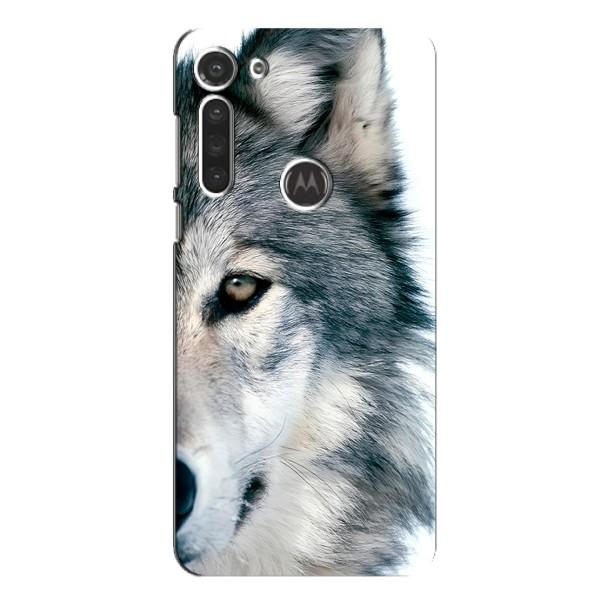Чехлы с картинками животных Motorola MOTO G8 – Волк