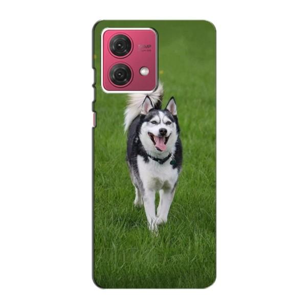 Чехол с Хаски для Motorola MOTO G84 - (AlphaPrint) – Радостный Хаски