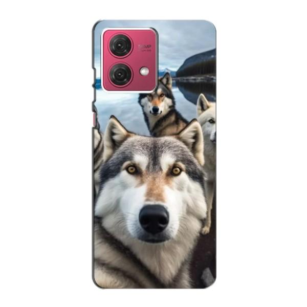Чехол с Хаски для Motorola MOTO G84 - (AlphaPrint) – Селфи ХАски
