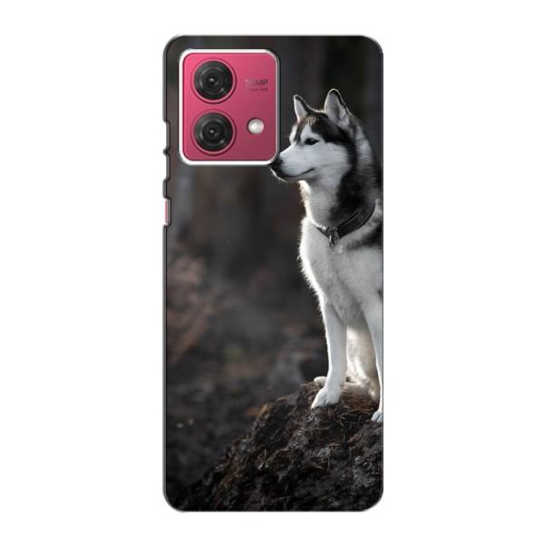 Чехол с Хаски для Motorola MOTO G84 - (AlphaPrint) – Верный пес