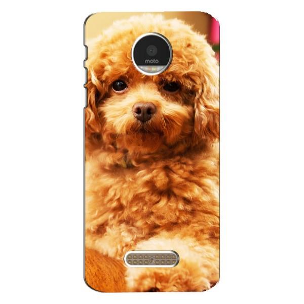 Чехлы с собаками для Motorola MOTO Z Play (VPrint) – Щенок Бишон