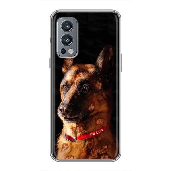 Чехлы с картинками животных OnePlus Nord 2 – Овчарка