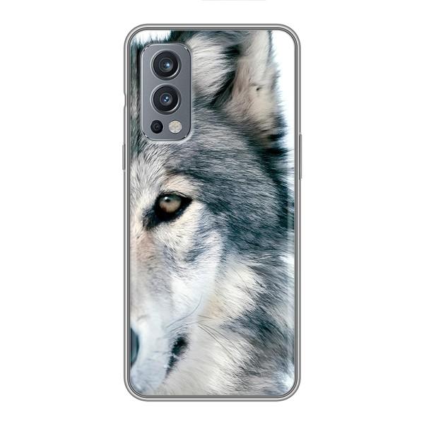 Чехлы с картинками животных OnePlus Nord 2 – Волк
