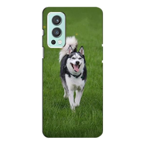 Чехол с Хаски для OnePlus Nord 2 - (AlphaPrint) – Радостный Хаски