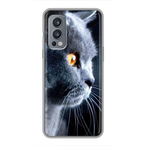 Чехлы с Котиками для OnePlus Nord 2 (VPrint) – Серый Кот
