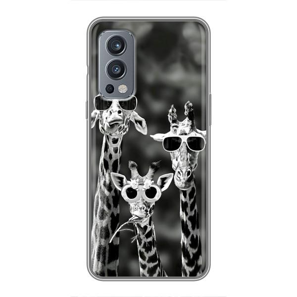 Силиконовый чехол с КАРТИНКАМИ лето для OnePlus Nord 2 (AlphaPrint) – Жирафы в очках