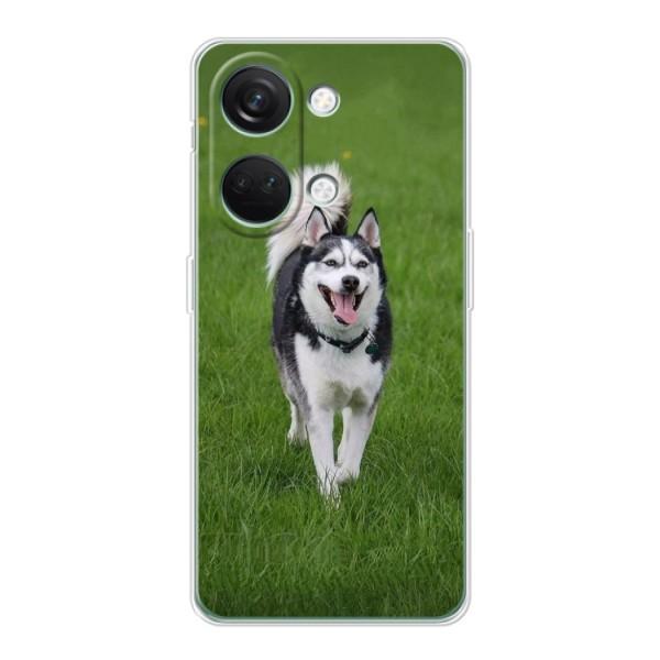 Чехол с Хаски для OnePlus Nord 3 5G - (AlphaPrint) – Радостный Хаски