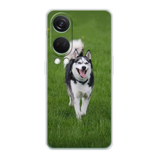 Чехол с Хаски для OnePlus Nord 4 - (AlphaPrint) – Радостный Хаски