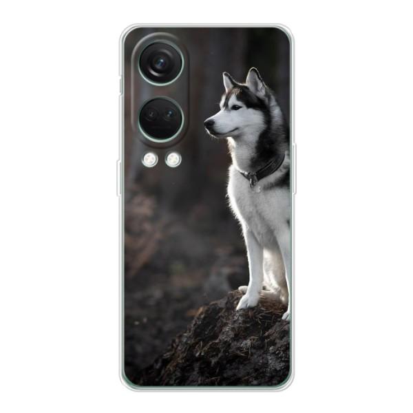Чехол с Хаски для OnePlus Nord 4 - (AlphaPrint) – Верный пес