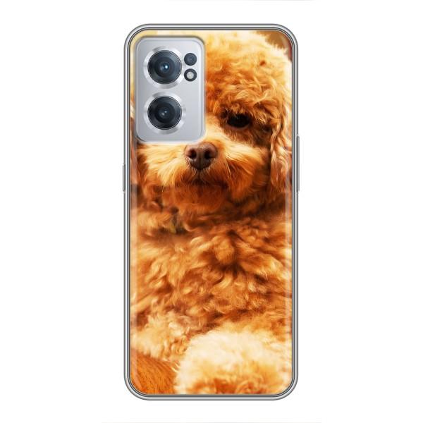 Чохли з собаками для OnePlus Nord CE 2 Lite 5G (VPrint) – Цуценя Бішон