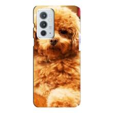 Чехлы с собаками для OnePlus 9RT (VPrint)
