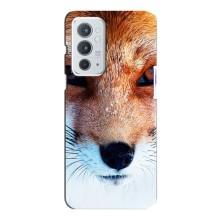 Чехол с Лисичкой для OnePlus 9RT – Рыжая Лисичка