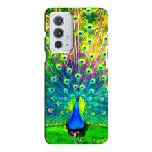 Чехол с птицами на OnePlus 9RT (VPrint)