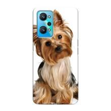 Чехол (ТПУ) Милые собачки для Realme GT Neo 2 (Собака Терьер)