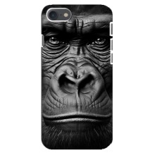 Чехлы с Горилой на Айфон 8 (Черная обезьяна)