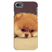 Чехол (ТПУ) Милые собачки для iPhone 8 (Померанский шпиц)