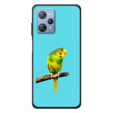 Силиконовый чехол с птичкой на Blackview A53 (Попугайчик)