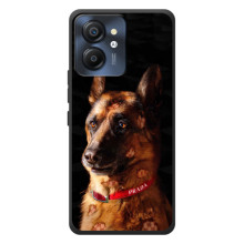 Чехлы с картинками животных Blackview Color 8 (Овчарка)