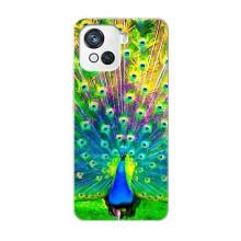 Чехол с птицами на Blackview Oscal C80 (VPrint)