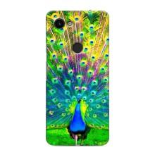 Чехол с птицами на Google Pixel 3 XL (VPrint) (Яркий Павлин)